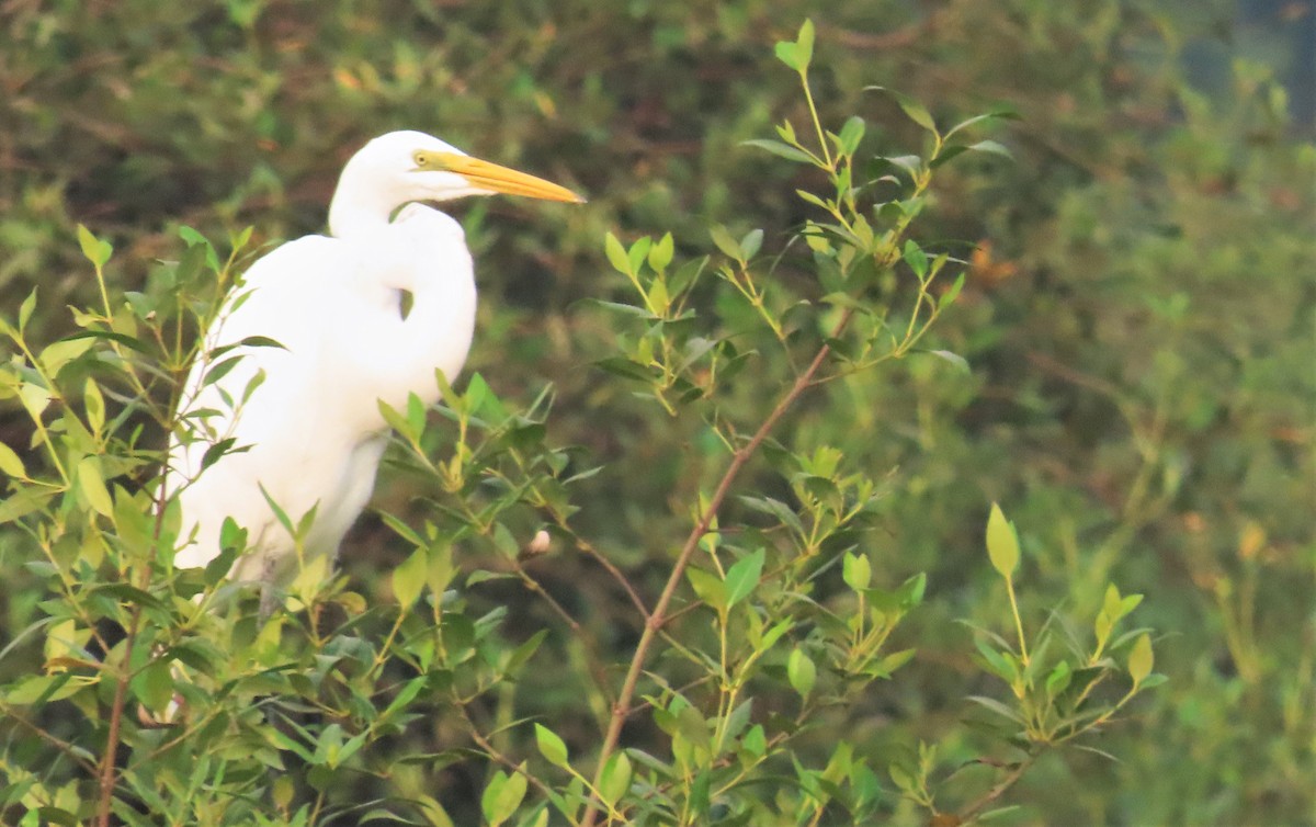 Great Egret - ML610235399