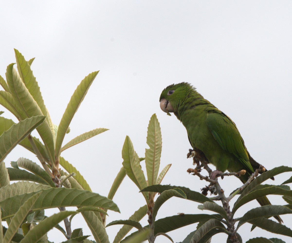 Green Parakeet - lucas valderas