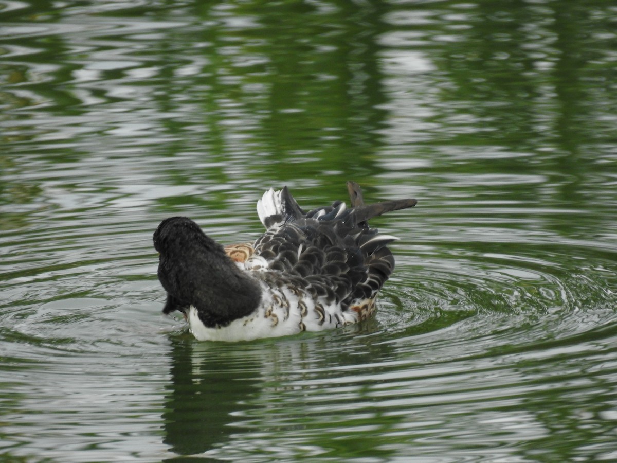 Canard souchet - ML610235444