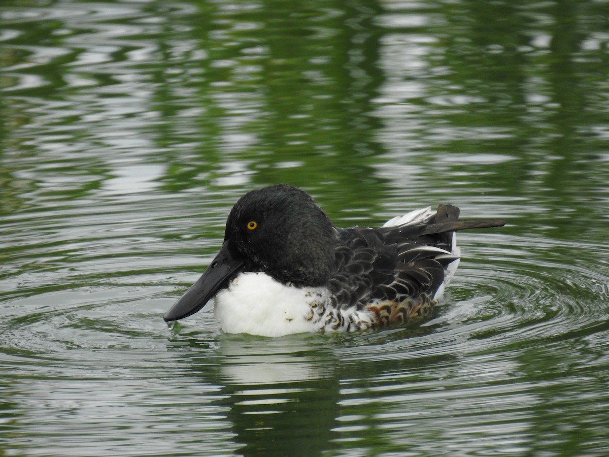 Northern Shoveler - ML610235447