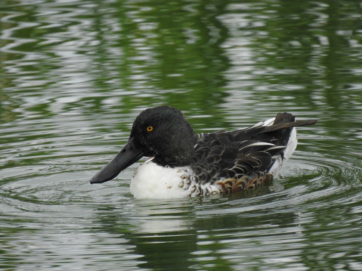 Northern Shoveler - ML610235448