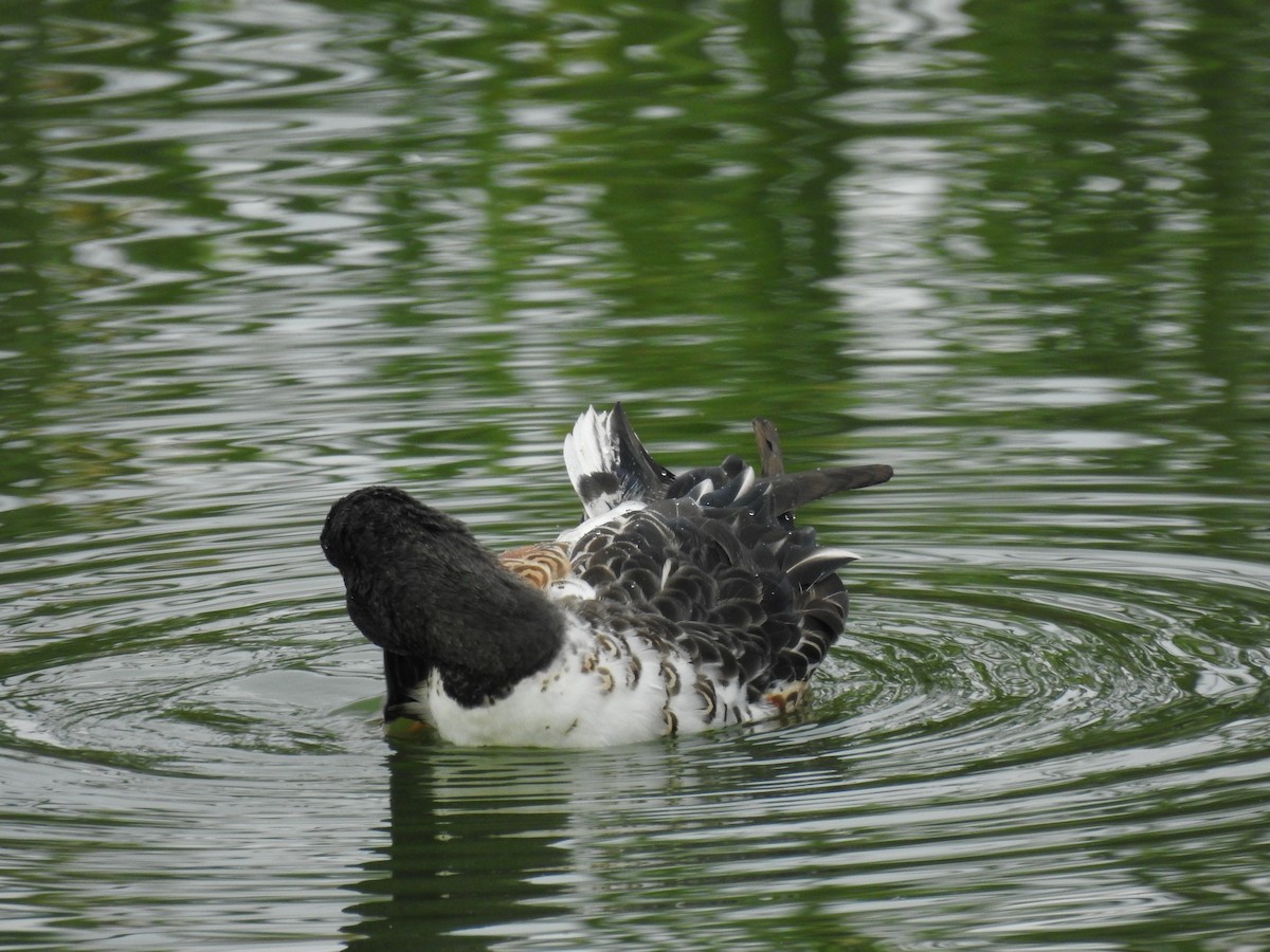 Northern Shoveler - ML610235449