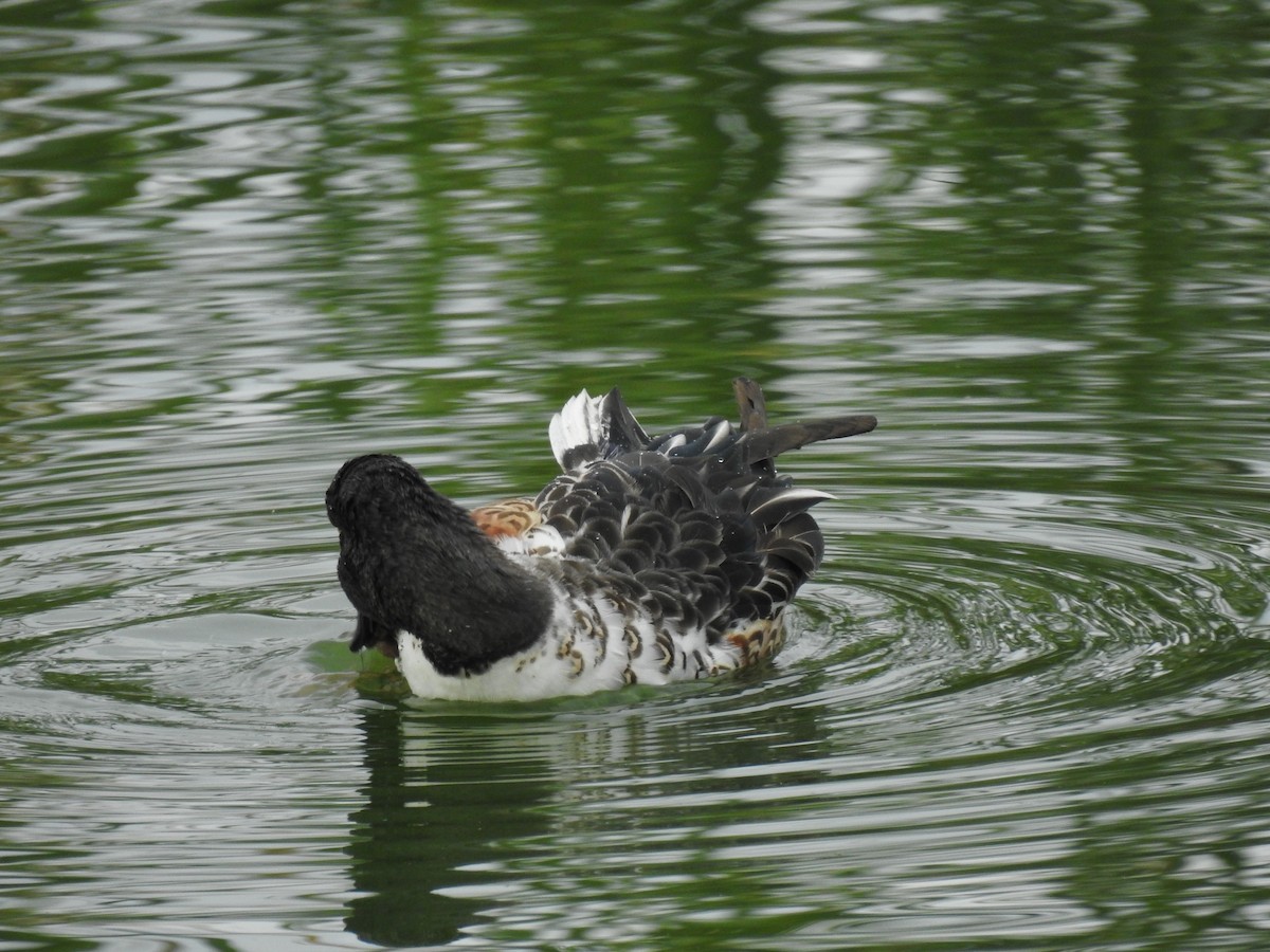 Canard souchet - ML610235450