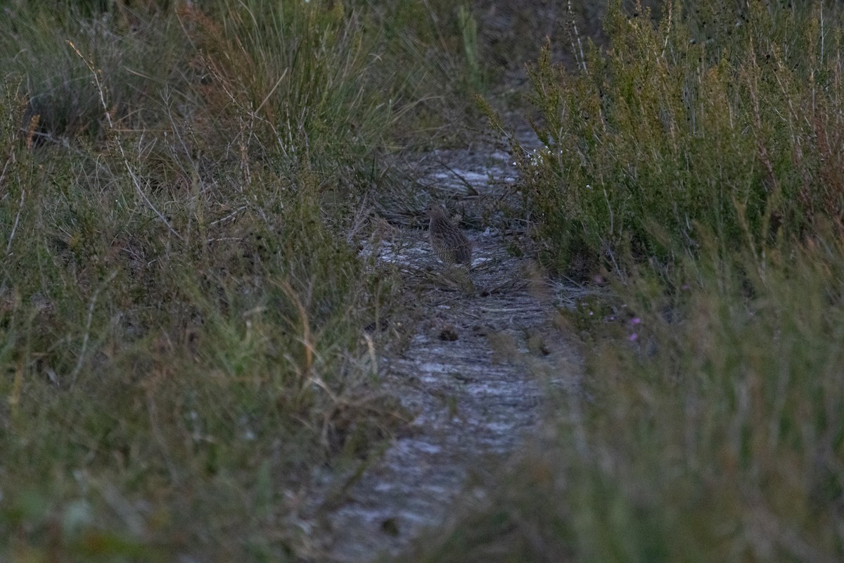 Brown Quail - ML610235522