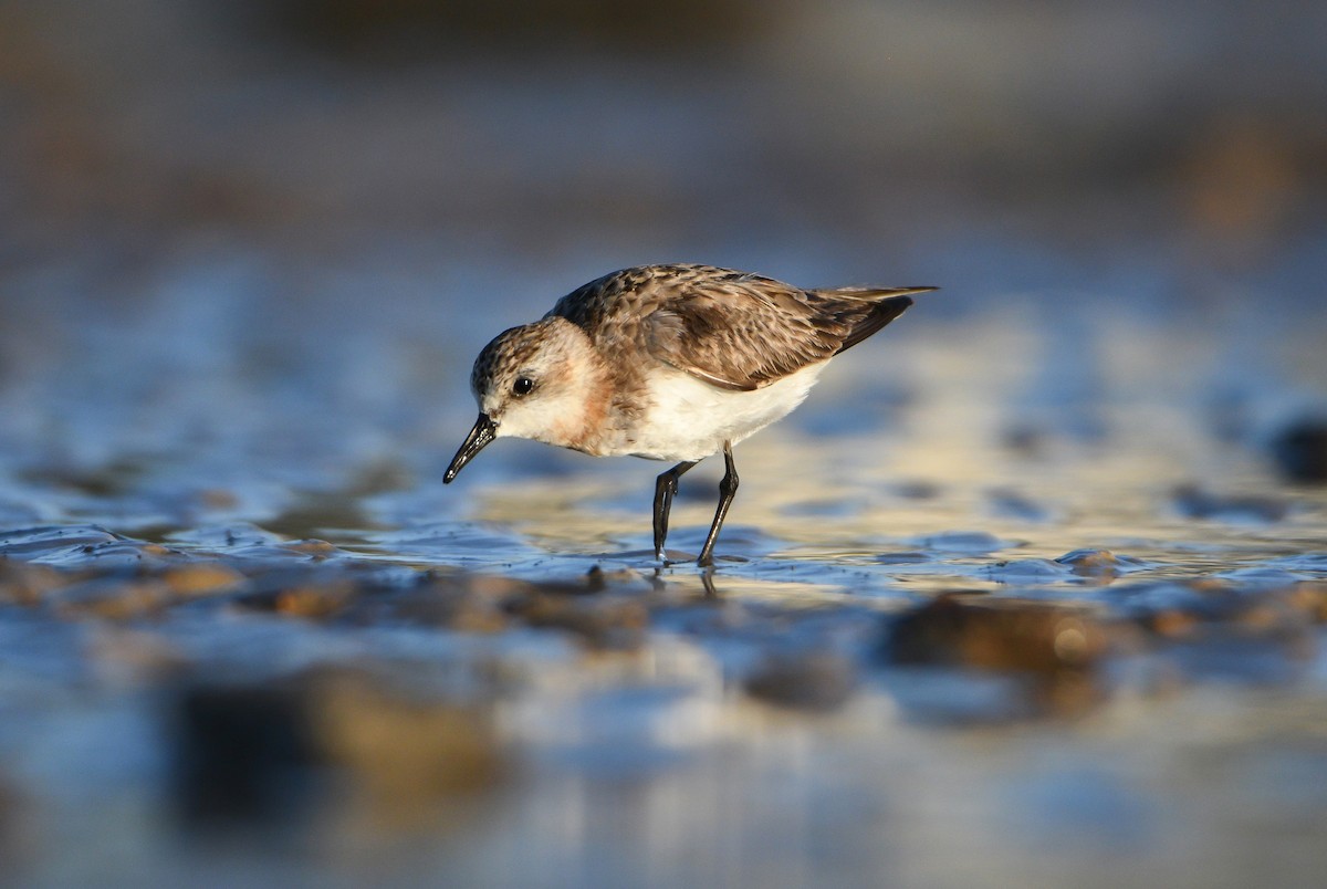 Red-necked Stint - ML610235525