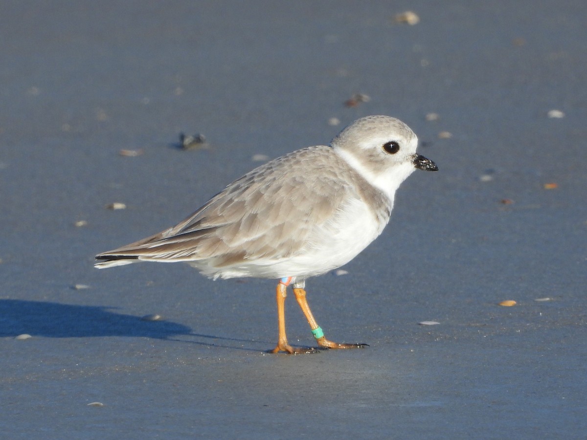 Piping Plover - ML610235606