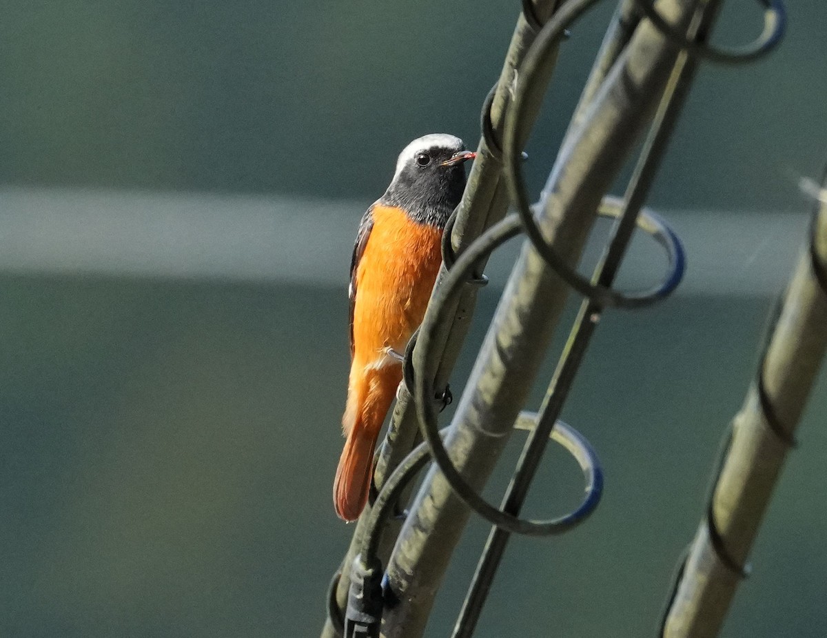 Daurian Redstart - ML610235639