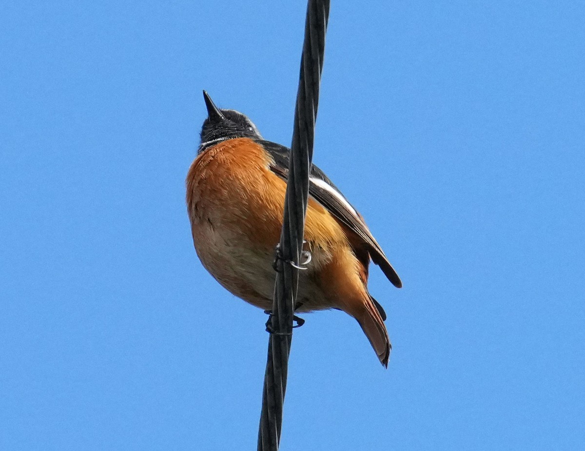 Daurian Redstart - ML610235643