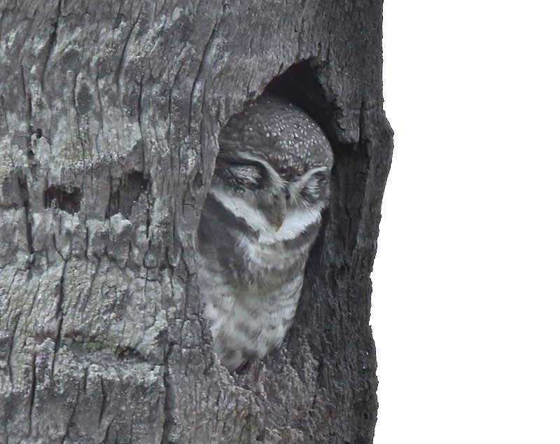 Spotted Owlet - ML610235644