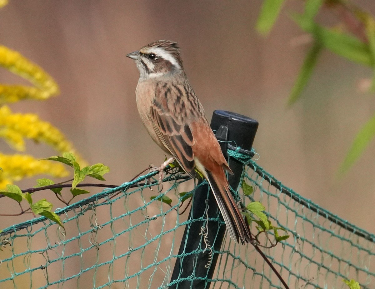 Meadow Bunting - ML610235646