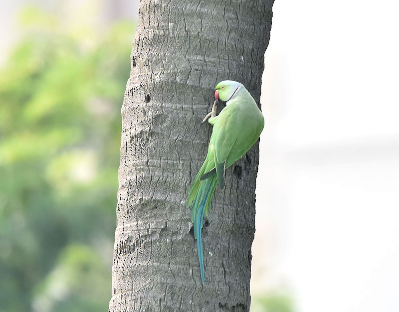 Rose-ringed Parakeet - ML610235648