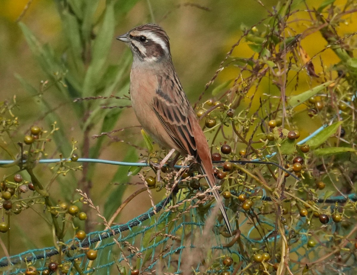 Meadow Bunting - ML610235649