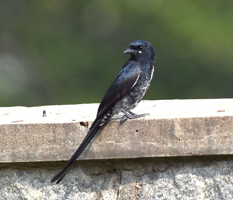 Black Drongo - Supriya Kulkarni