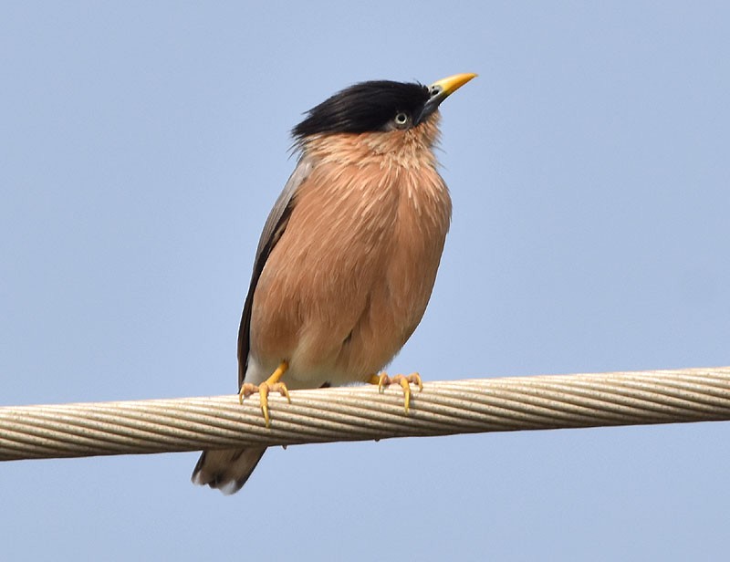 Brahminy Starling - ML610235659