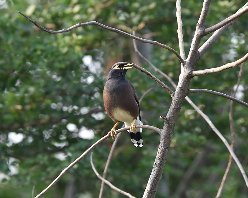 Common Myna - ML610235661