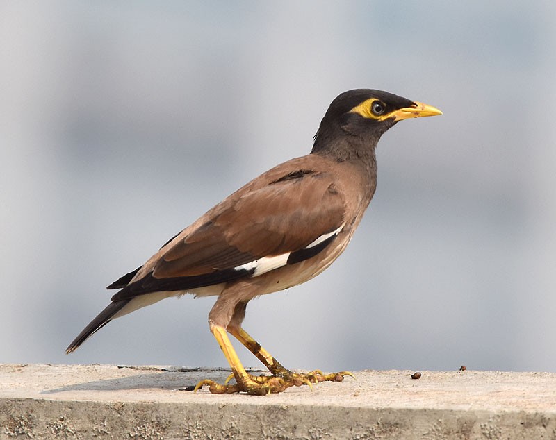 Common Myna - ML610235662