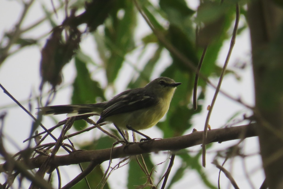 Lesser Wagtail-Tyrant - ML610235686