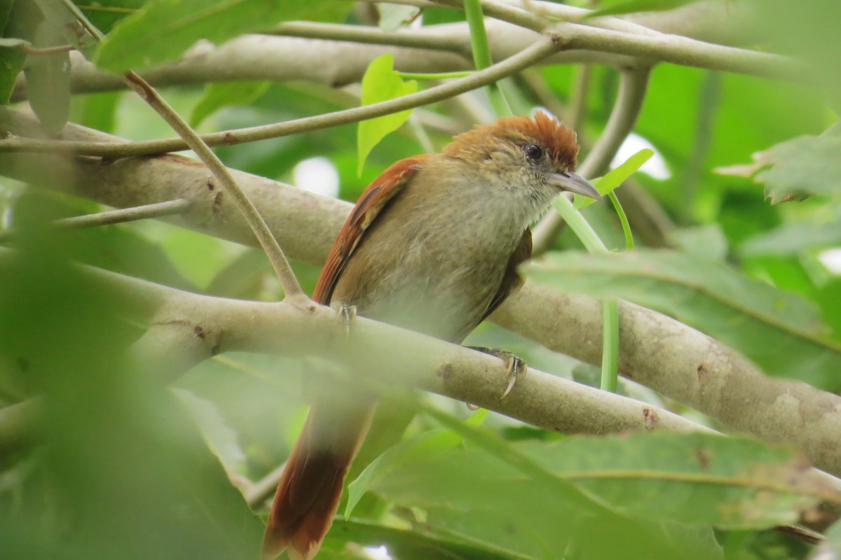 Parker's Spinetail - ML610235690