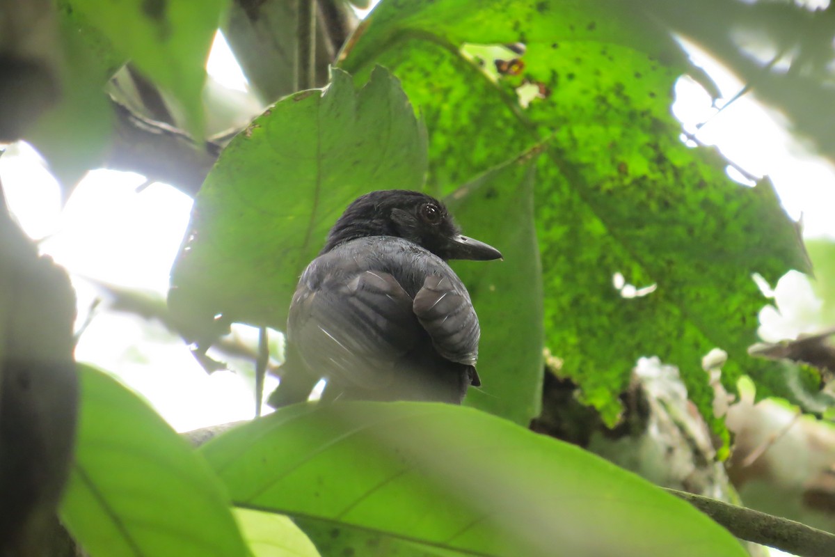 Castelnau's Antshrike - ML610235691