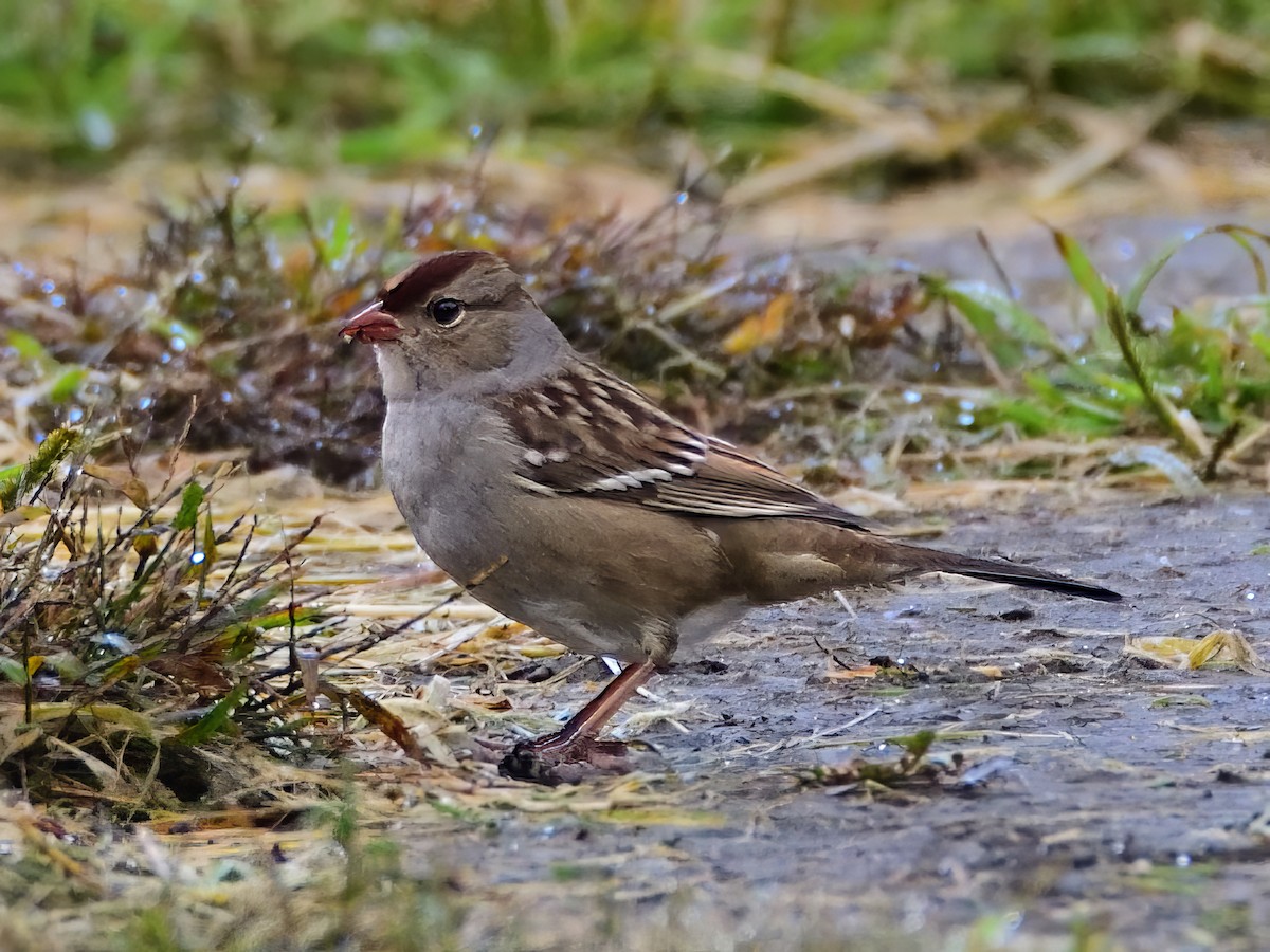 White-crowned Sparrow - ML610235789