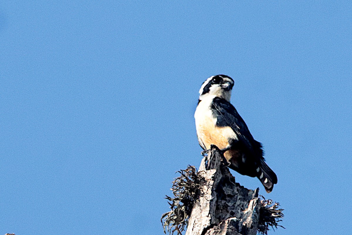 Black-thighed Falconet - Chris Chafer