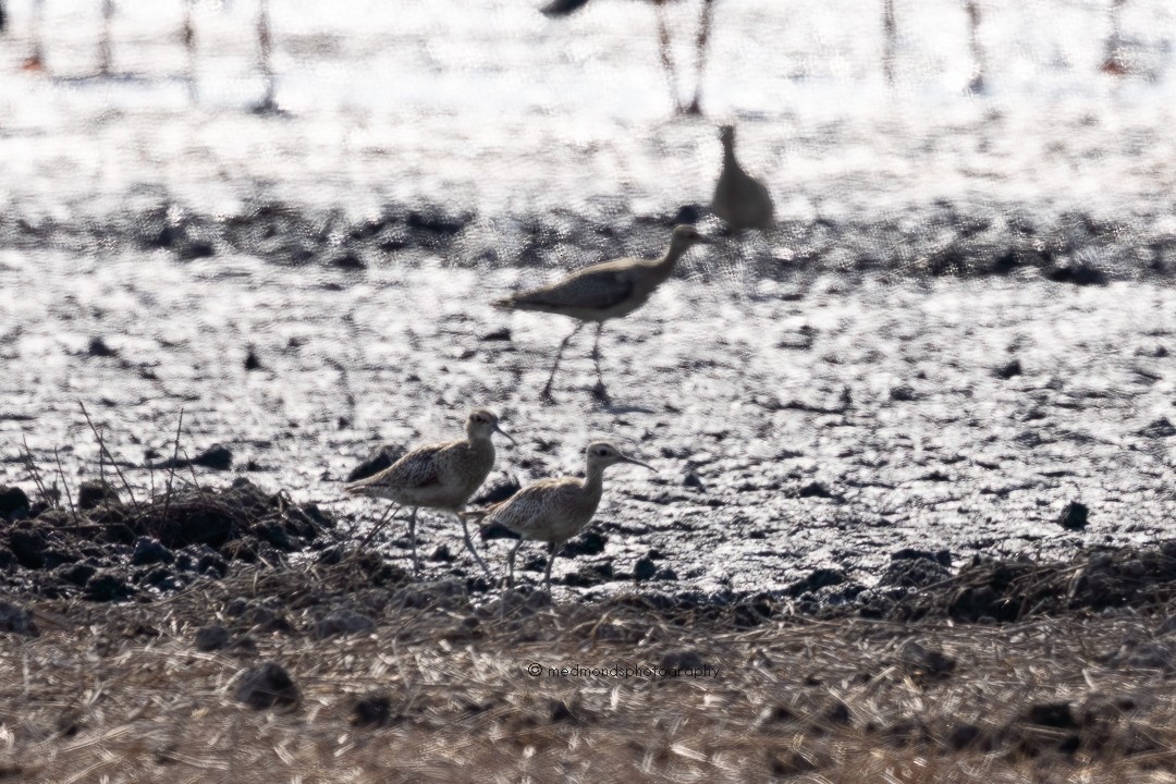 Little Curlew - ML610235871