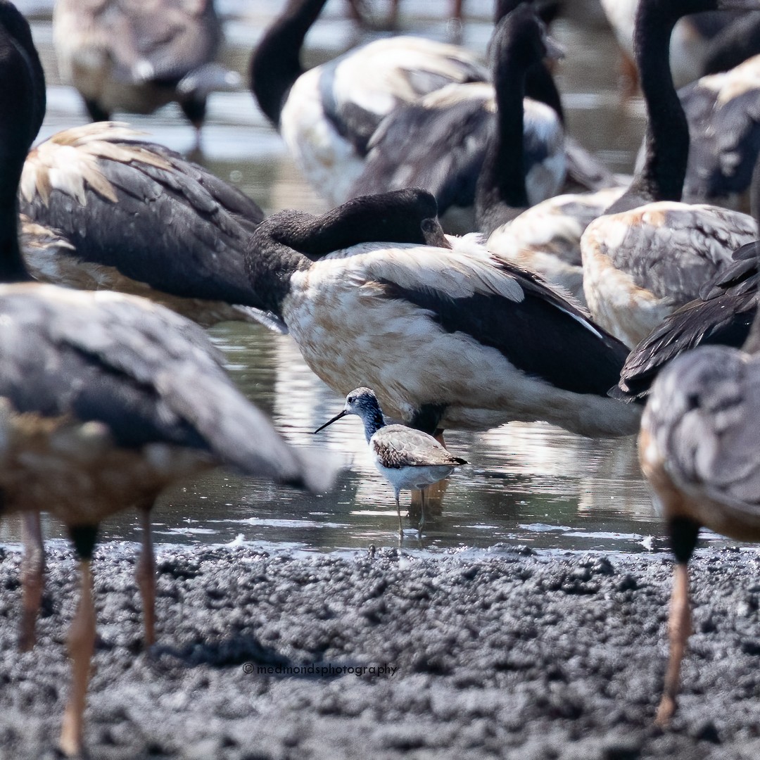 Marsh Sandpiper - ML610235888