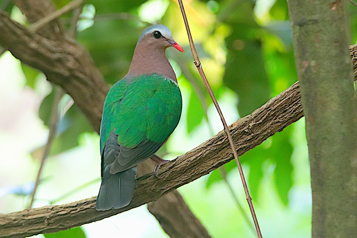 Palomita Esmeralda Cabecigrís - ML610235952