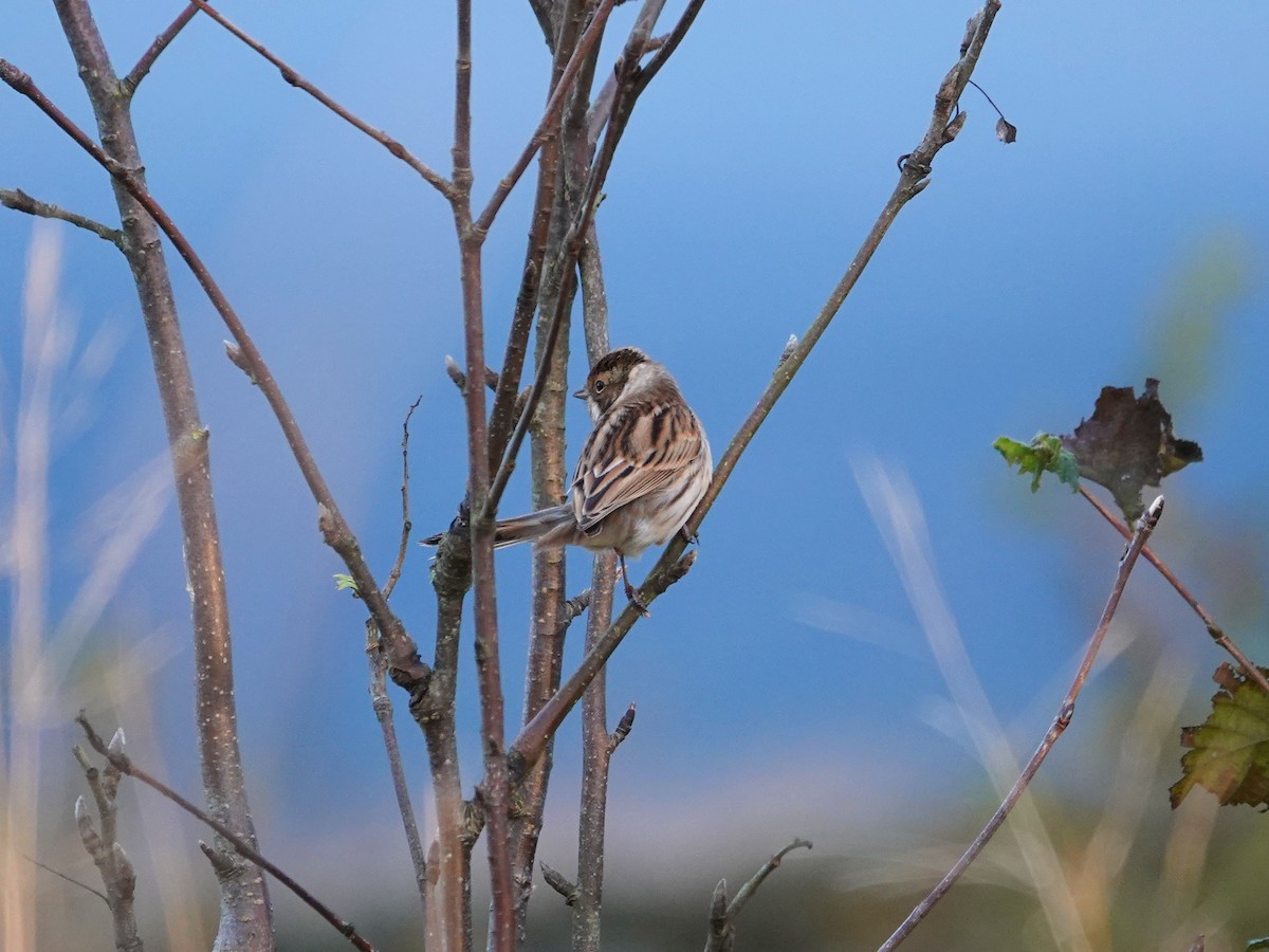 Reed Bunting - Ray Scally