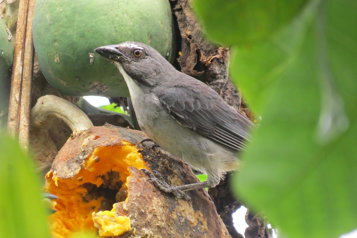 Pepitero Grisáceo del Amazonas - ML610236061