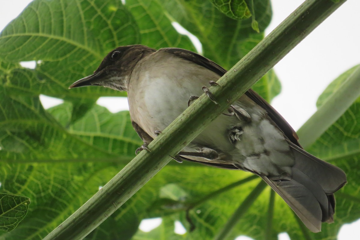 Black-billed Thrush - Tomaz Melo