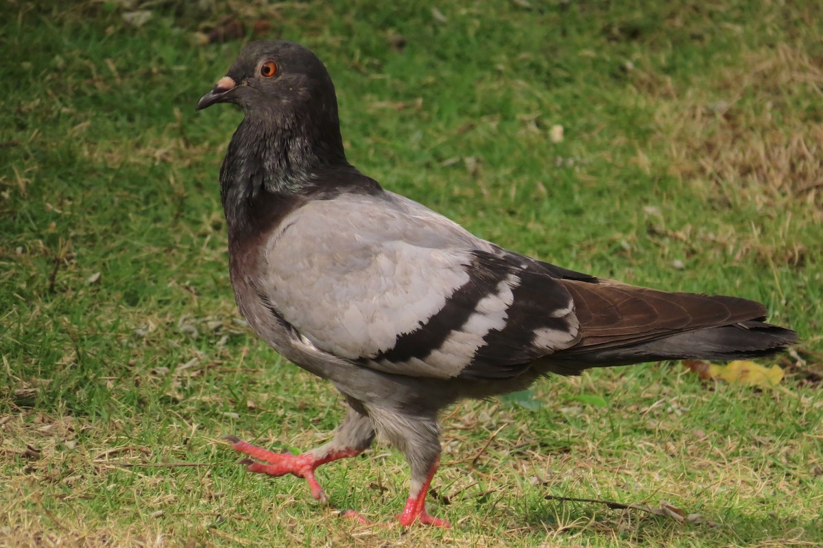 Rock Pigeon (Feral Pigeon) - Tomaz Melo