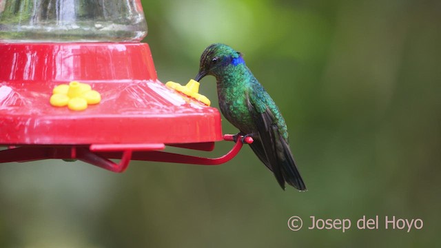 kolibřík modrouchý (ssp. cyanotus/crissalis) - ML610236081