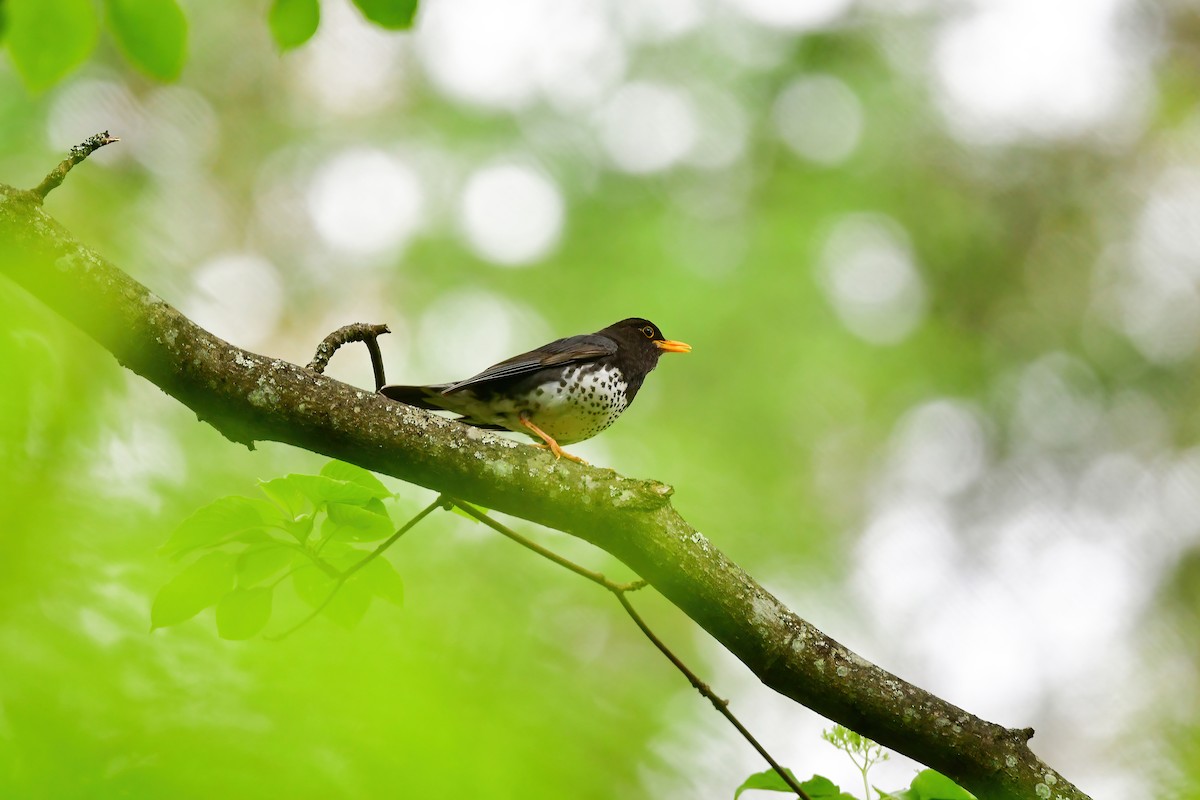 Japanese Thrush - Koji  Tagi