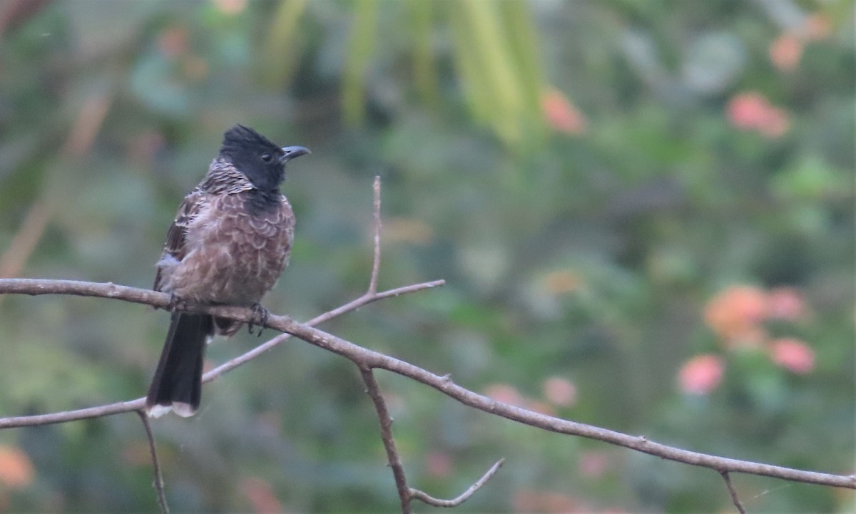 Red-vented Bulbul - Sunita Dighe