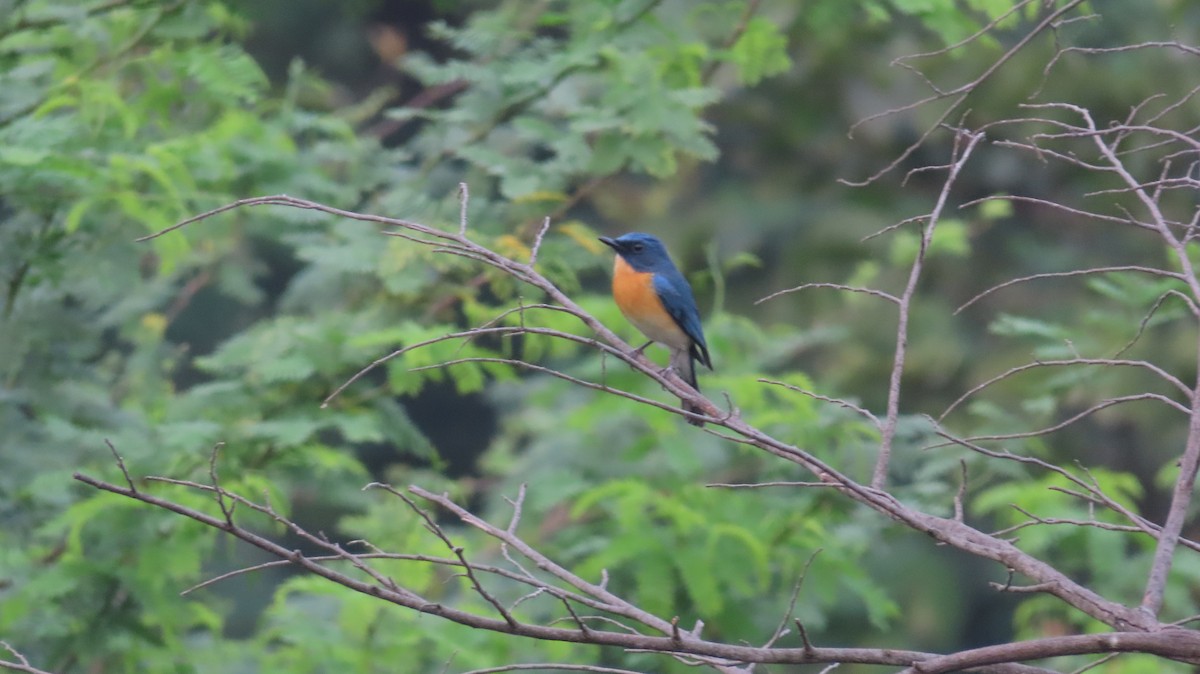 Tickell's Blue Flycatcher - ML610236164