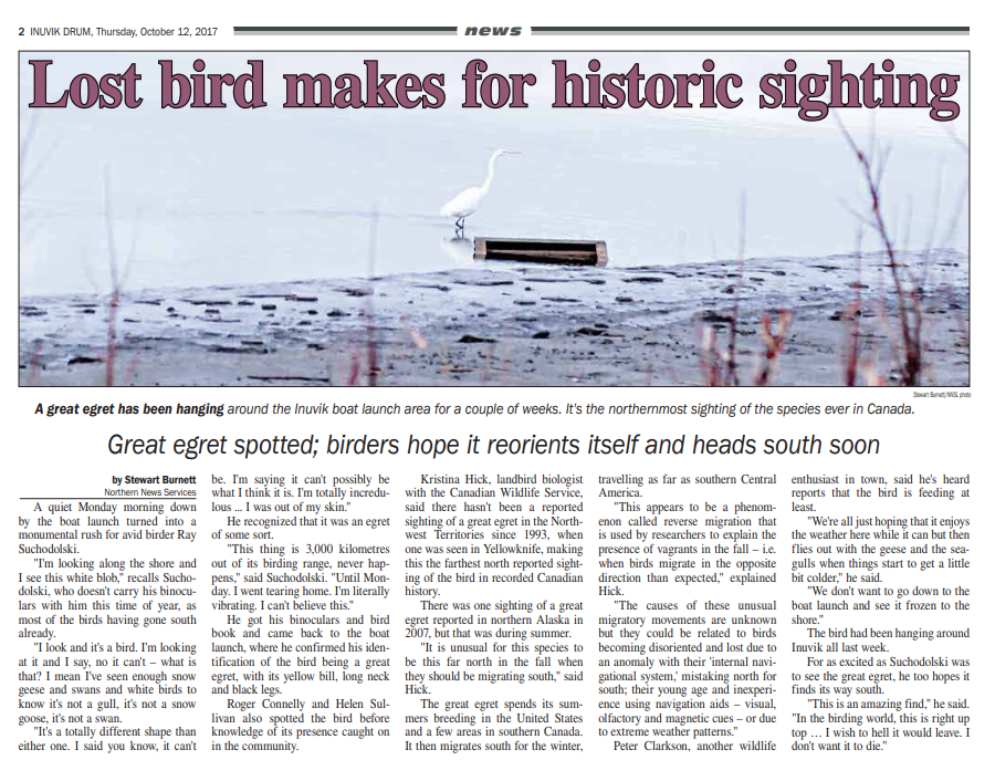 Great Egret - Northwest Territories-Nunavut Checklist