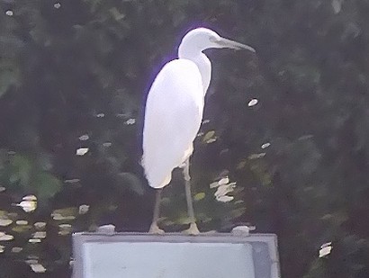 Chinese Egret - Lars Mannzen