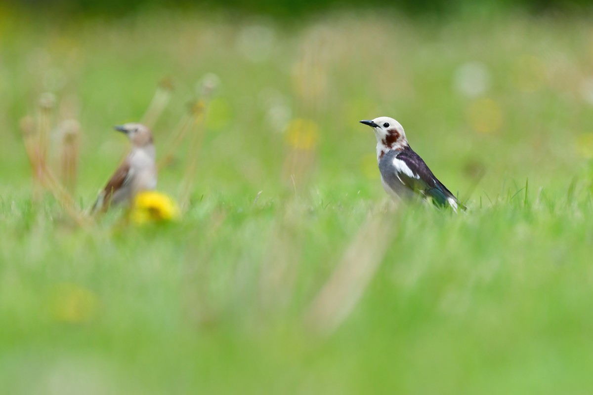 Chestnut-cheeked Starling - ML610236454