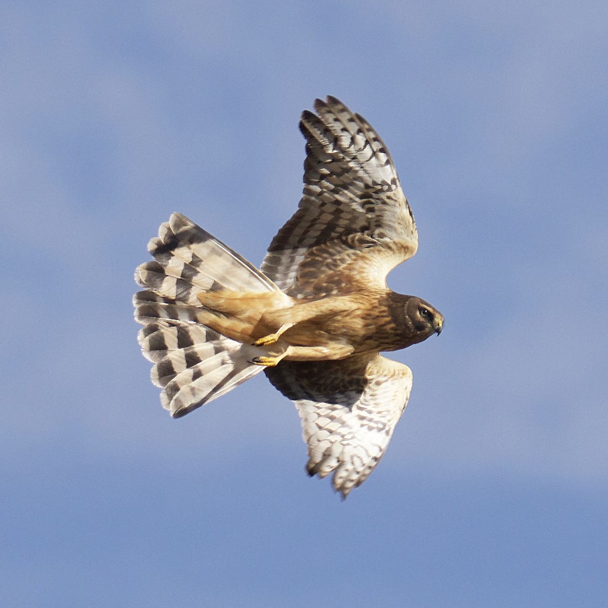 Northern Harrier - ML610236455