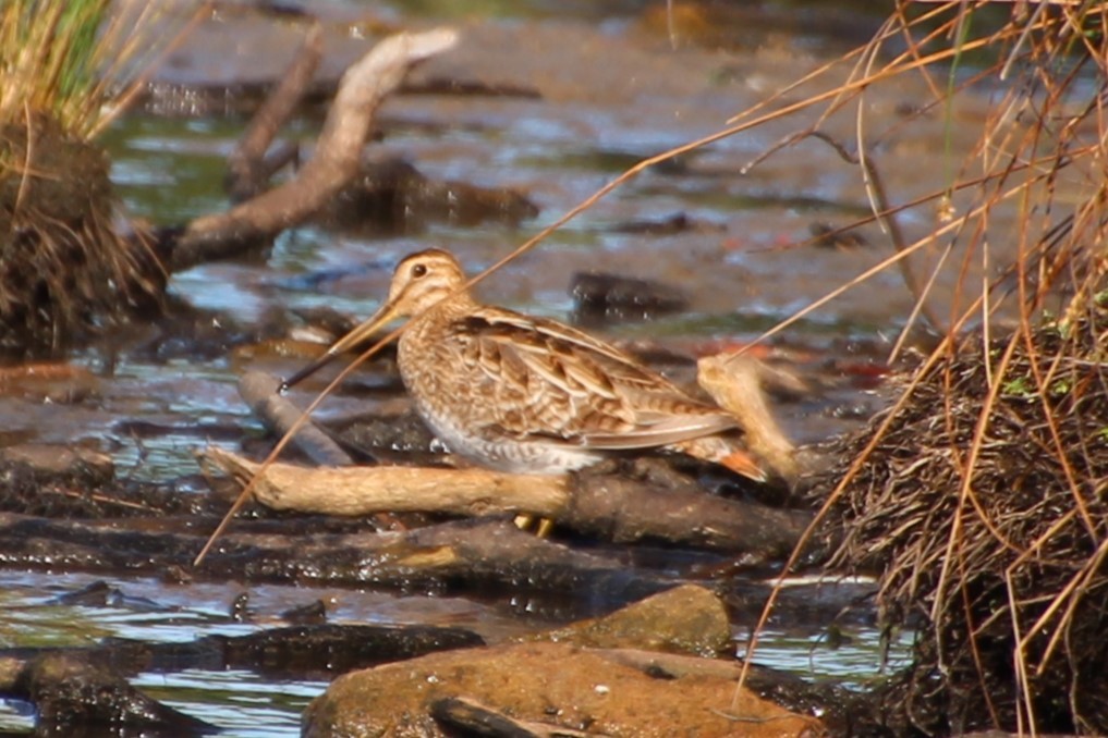 Latham's Snipe - ML610236491