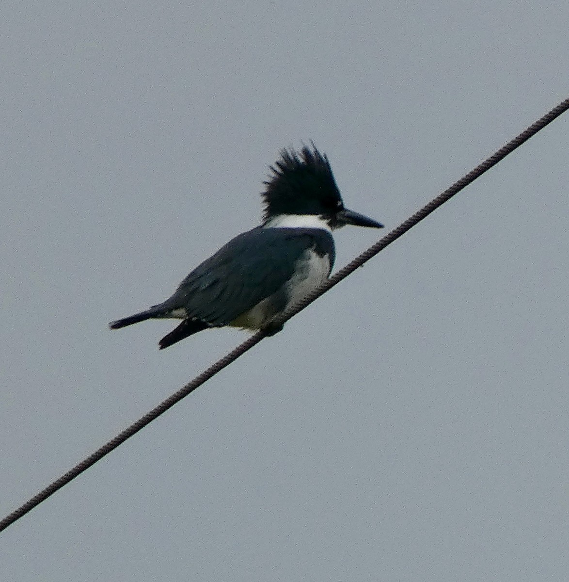 Belted Kingfisher - ML610236540