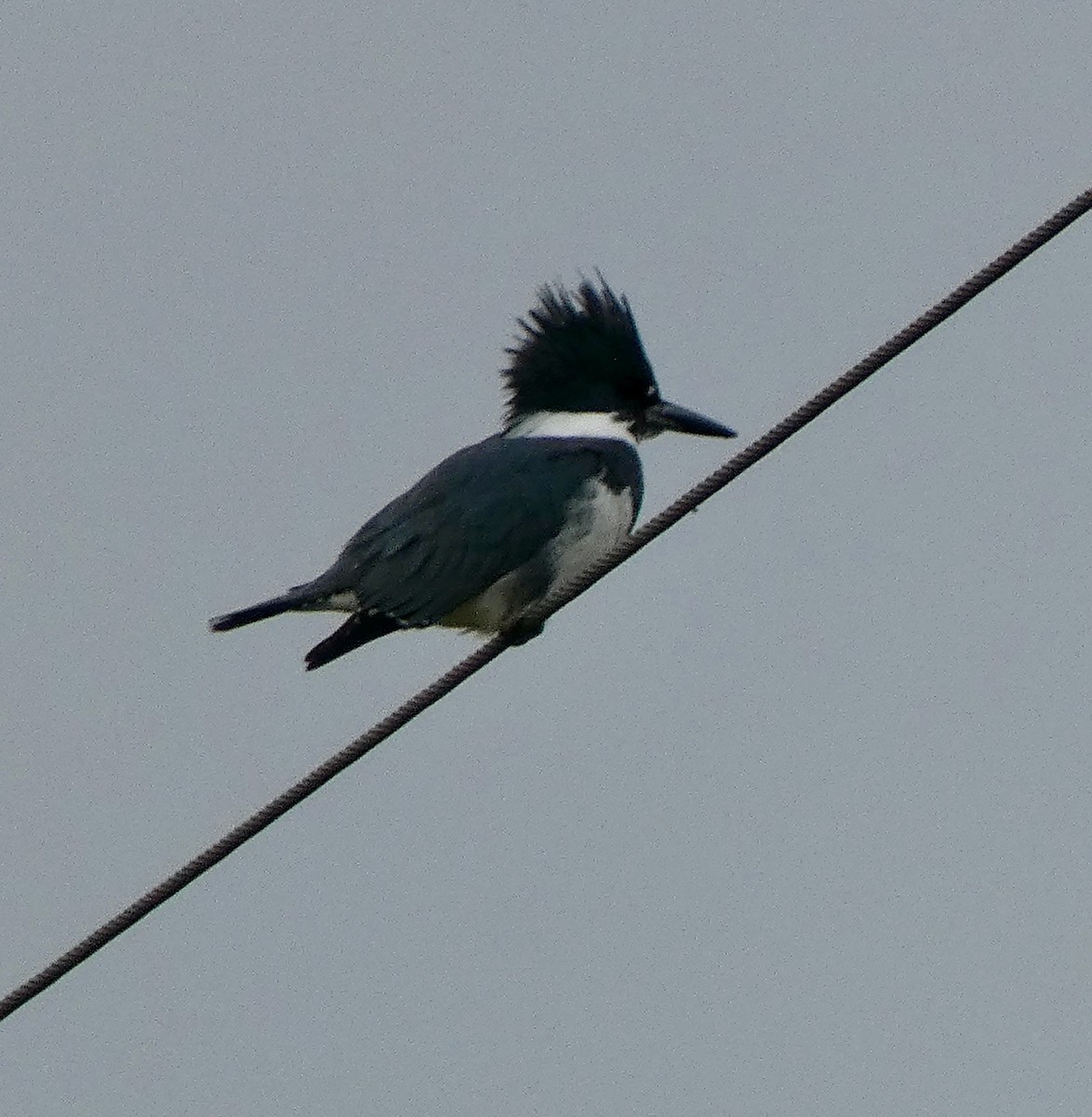 Martin-pêcheur d'Amérique - ML610236540