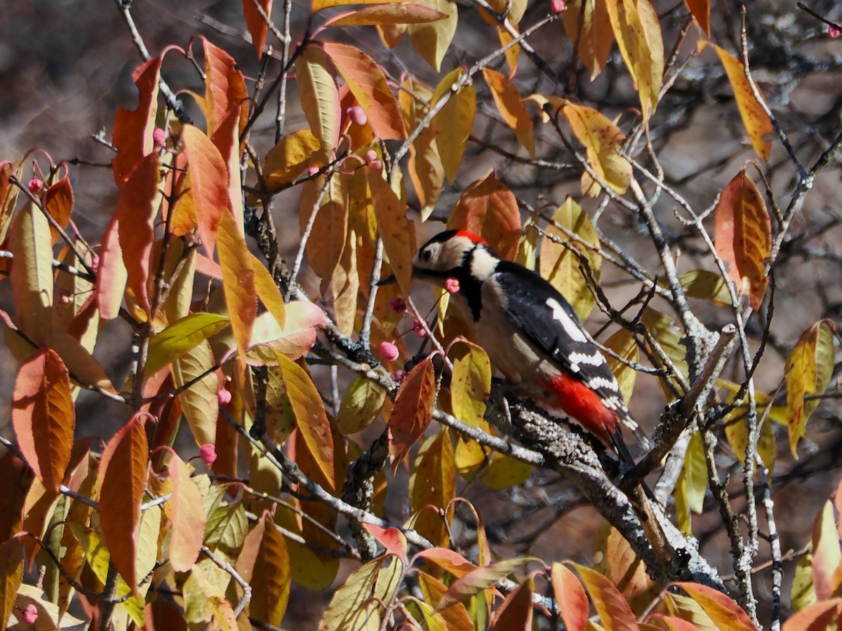 Great Spotted Woodpecker - ML610236557