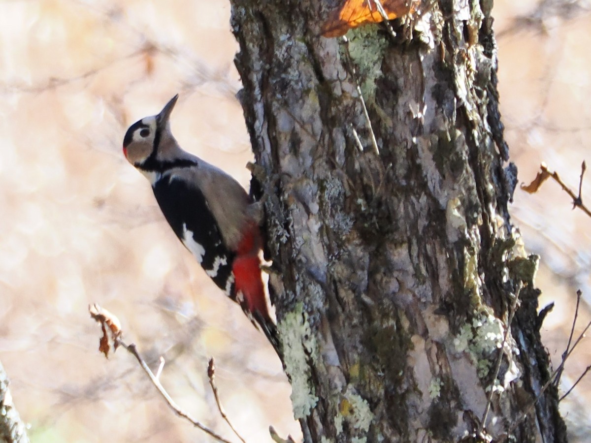 Great Spotted Woodpecker - ML610236558