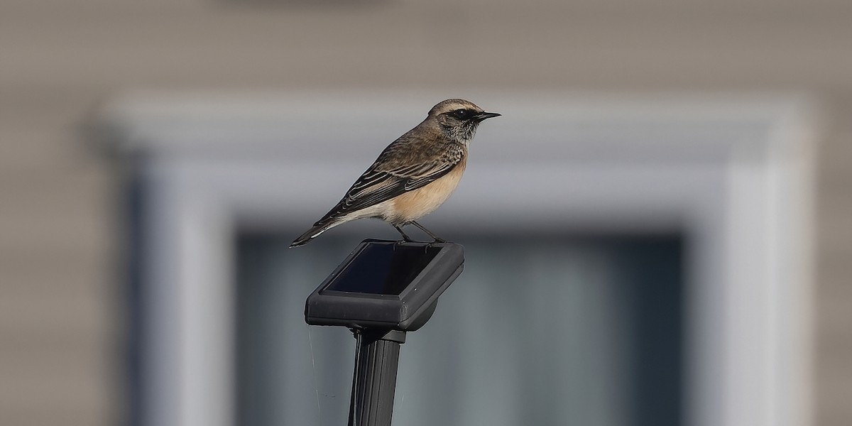 Pied Wheatear - ML610236568