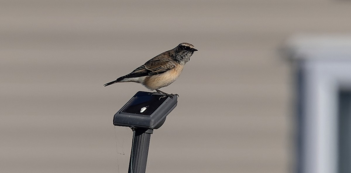 Pied Wheatear - ML610236569