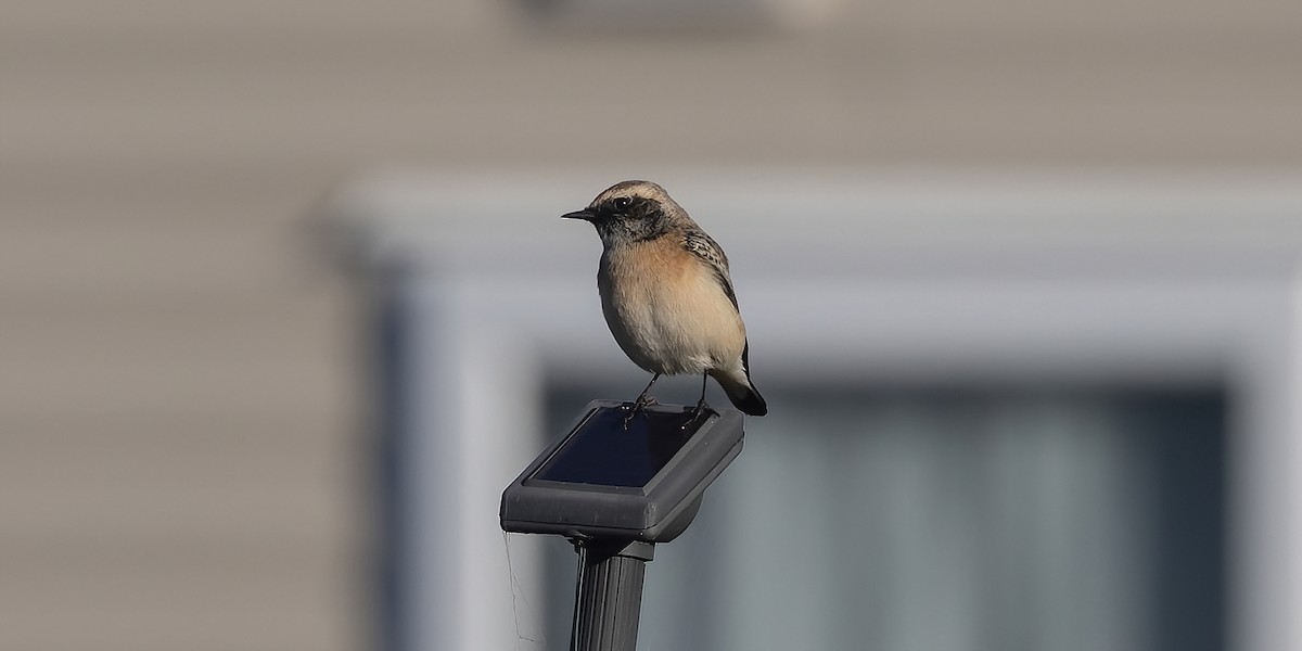 Pied Wheatear - ML610236571