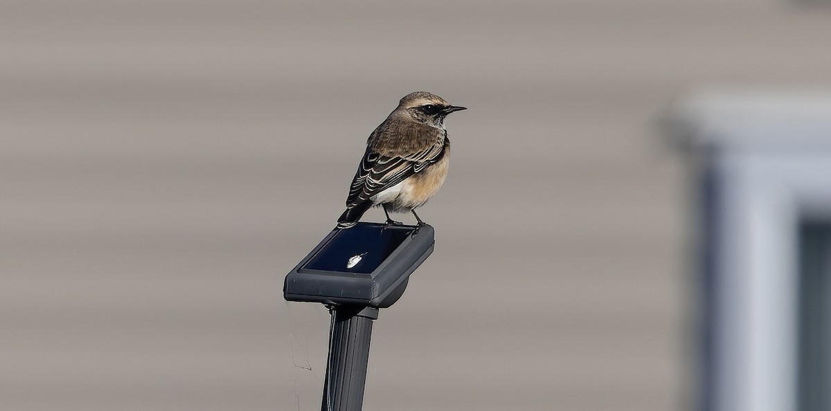 Pied Wheatear - ML610236572