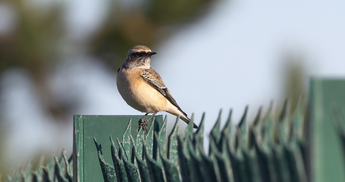 Pied Wheatear - ML610236573